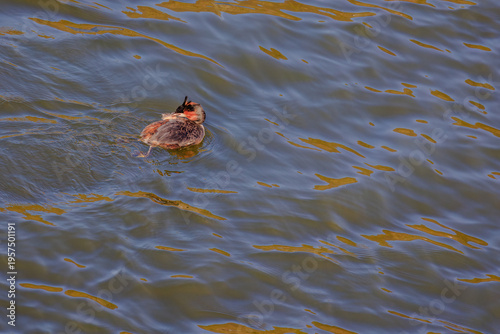 Great crested grebe in its natural habitat swimming in lake