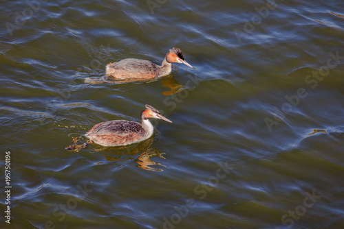 Great crested grebe in its natural habitat swimming in lake