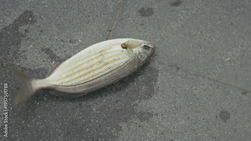 Real captured moment of a freshly caught fish moving on the shore after fishing. Natural environment, authentic scene, not AI generated. Ideal for seafood, nature and fishing themes.