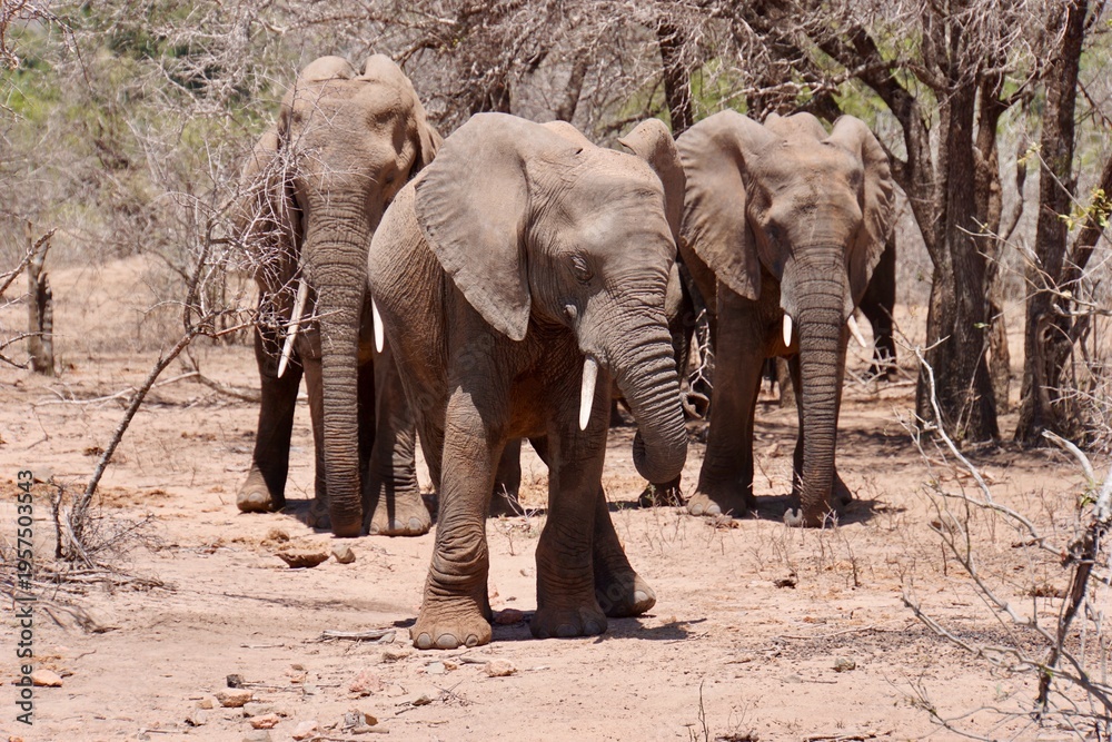 Fototapeta premium Herd of African elephants walking through dry woodland savanna