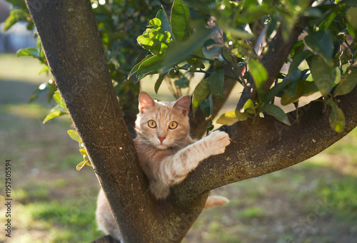 Tableau sur toile Ginger cat lies on a branch gripping it with both paws, peeking between leaves in tree