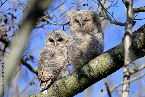 Tawny owl (Strix aluco) Juvenile