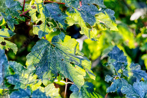 Sunlight shining through leaves on a branch in a forest in the UK on a late summers day