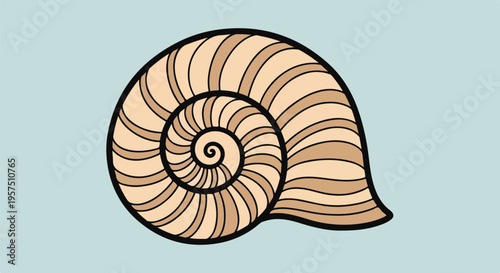 Illustration of a beige seashell on light blue background