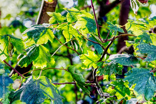 Sunlight shining through leaves on a branch in a forest in the UK on a late summers day