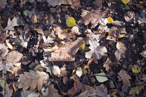 Leave on the floor of a forest on a late summer early autumn morning in the UK