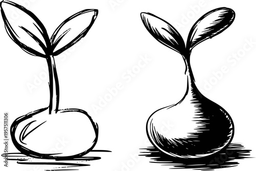 Hand drawn black and white seedlings sprouting from bulbs a white background plant