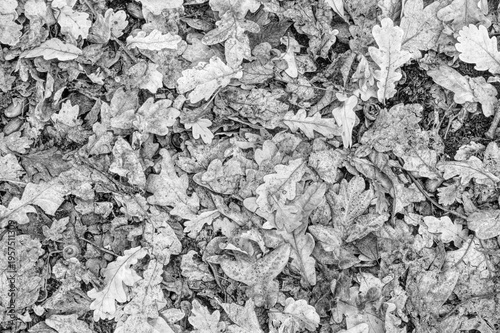 Leave on the floor of a forest on a late summer early autumn morning in the UK
