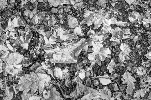 Leave on the floor of a forest on a late summer early autumn morning in the UK