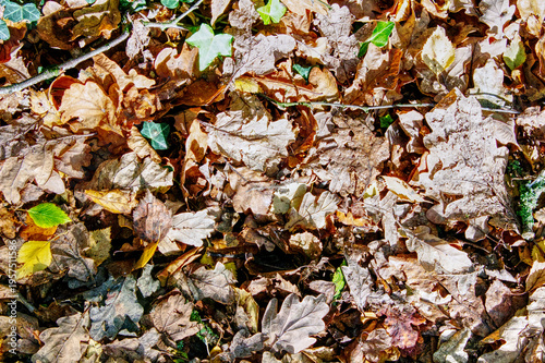 Leave on the floor of a forest on a late summer early autumn morning in the UK