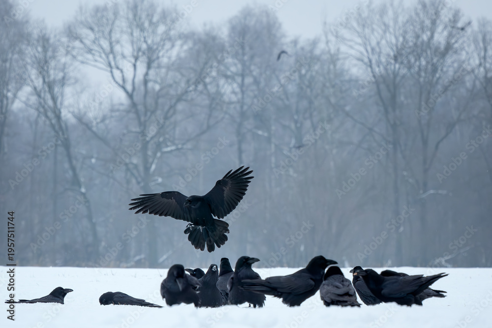 Obraz premium Common Raven - Corvus corax, iconic black large bird native to European woodlands and forests, Poland.