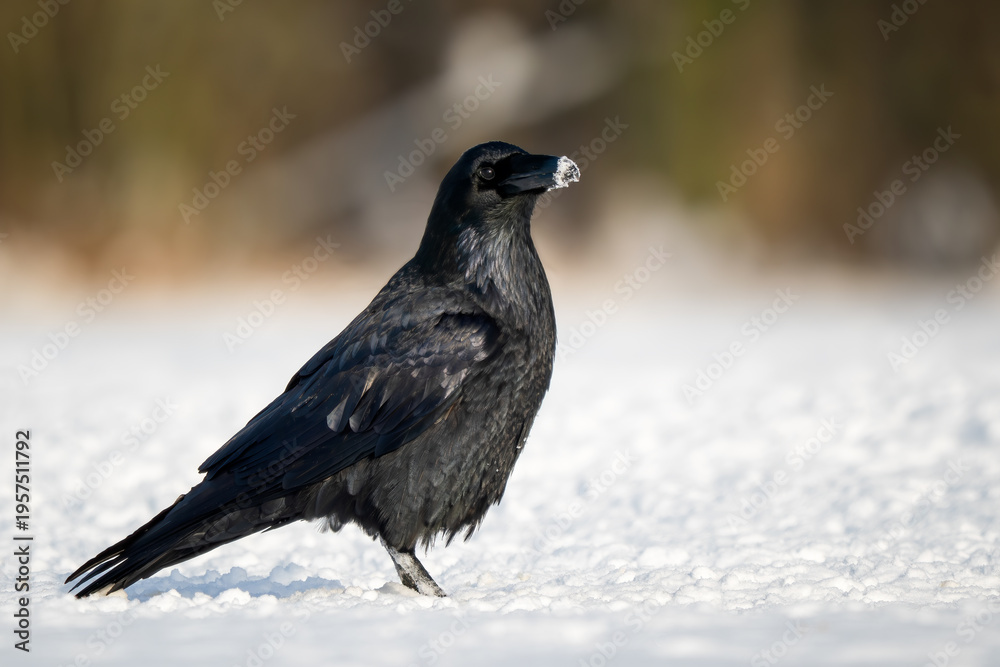 Obraz premium Common Raven - Corvus corax, iconic black large bird native to European woodlands and forests, Poland.