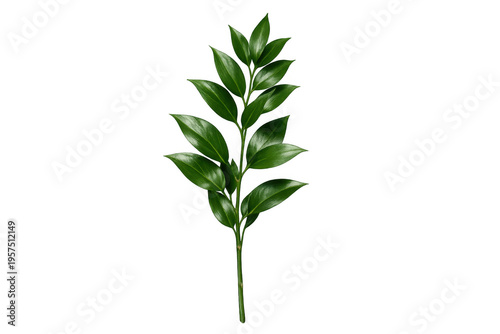 Fresh green ruscus plant branch on transparent background