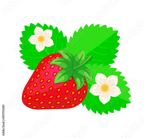Strawberry with leaves and flowers. Color vector illustration in in cartoon style. Isolated on white background	