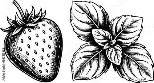 Vintage black and white of a strawberry and fresh mint leaves a white background