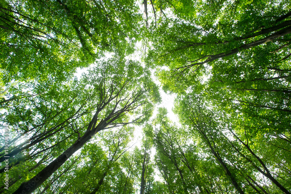 Fototapeta premium Forest trees. nature green wood sunlight backgrounds