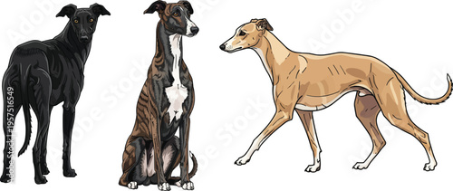 Polish Greyhound dog walking sitting standing rear view pose set