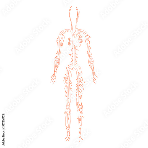 Health circulatory system blood