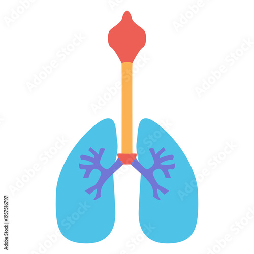 Human lungs respiration oxygen human body