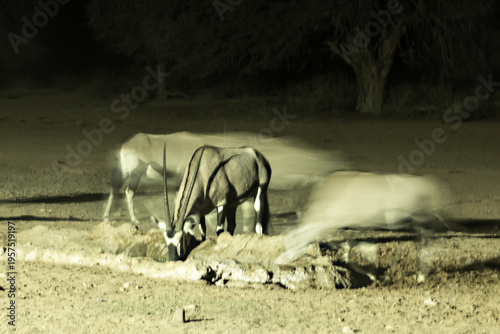 Tableau sur toile Night Photo of Gemsbok, Oryx Gazella, drinking at a water hole in the Kgalagadi National Park, South Africa