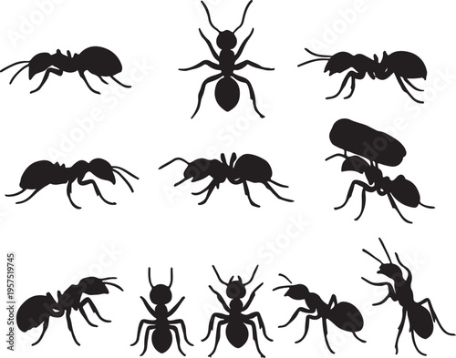 Set of ants black silhouettes