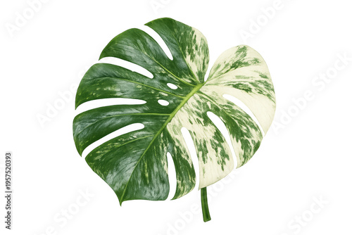 Monstera deliciosa albo variegated leaf on transparent background