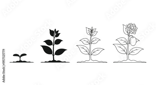 Plant growth stages illustrated in a simple black and white vector design