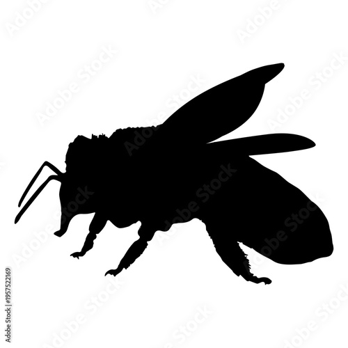 Honey bee silhouette