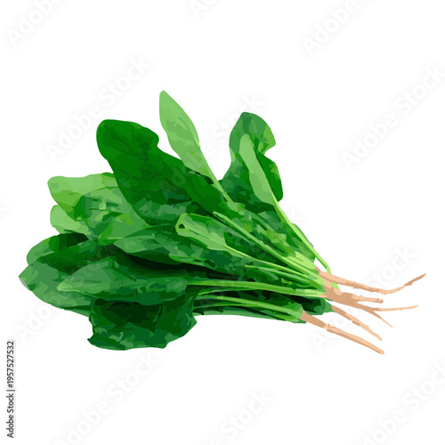 Dock herb illustration