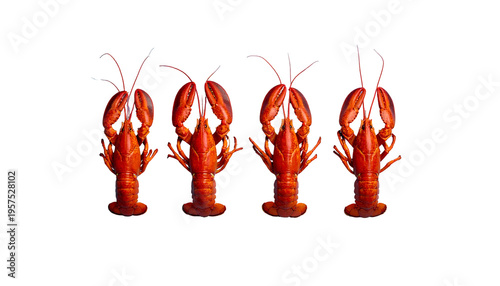 Four vibrant, cooked crustaceans arranged neatly against a stark black backdrop