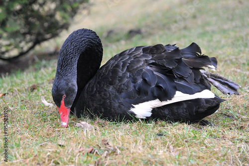 Tableau sur toile Closeup black swan (cygnus atratus) resting in spring park and eating young grass