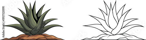 Aloe vera illustration & outline set isolated on transparent background