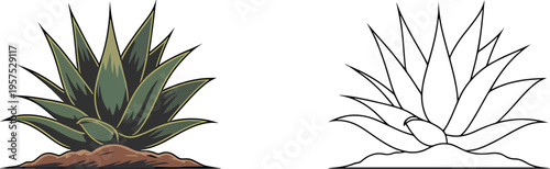 Aloe vera illustration & outline set isolated on transparent background