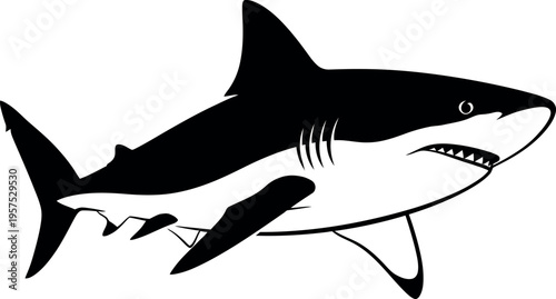 Black and white shark marine life ocean