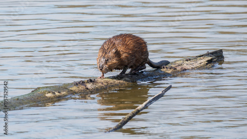 Eye-level shot of common muskrat (Ondatra zibethicus) walking on a log floating in water