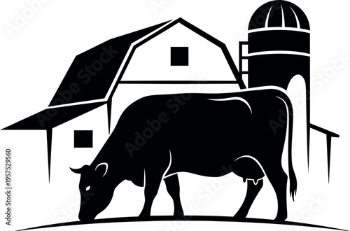 Black cow grazing near barn and silo
