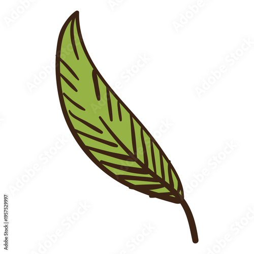 Plant leaf colored doodle
