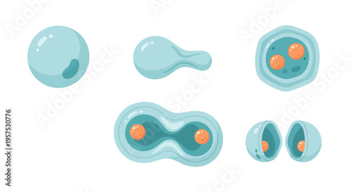Cell Division Process Stages Illustration: Mitosis and Meiosis in Biology, Medical Science, and Healthcare. Microscopic Life Cycle for Educational Content