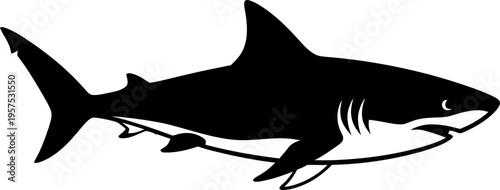 Black silhouette of a white shark ocean