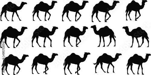 Camel silhouette set, walking dromedary camels collection, desert animal vector illustration, black isolated shapes, different poses, wildlife graphic, Arabian camel icons pack