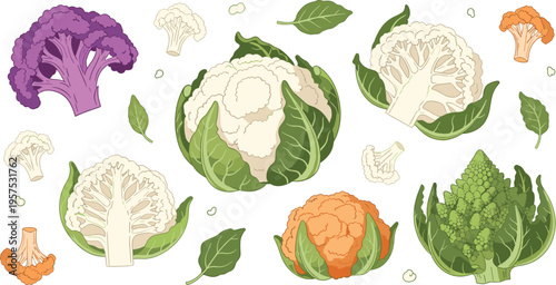 Hand drawn cauliflower vector set with colorful purple orange green and white varieties including romanesco broccoli and fresh leaves isolated on white background