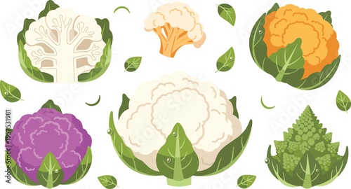 Hand drawn cauliflower vector set featuring colorful purple orange and white varieties with romanesco broccoli whole heads sliced halves and fresh leaves isolated on white background