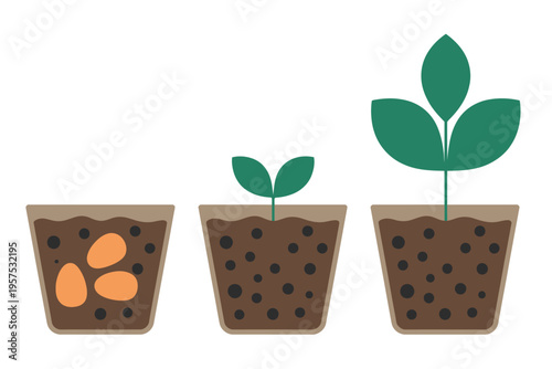 Stages of plant growth from seeds in pots showing germination and development sprout
