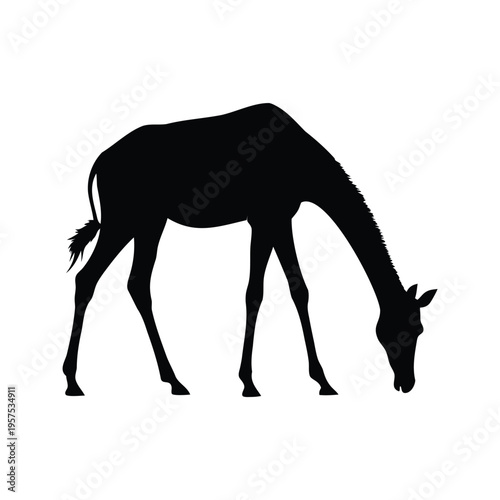 Black and white silhouette of horse grazing in field vector illustration, giraffe grazing silhouette vector illustration