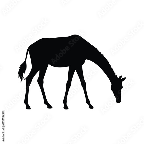 Elegant horse grazing in a field silhouette vector illustration design, giraffe grazing silhouette vector illustration
