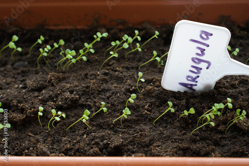 Organic microgreens of early arugula seedlings grown in trays on a windowsill. . Spring background for planting, gardening at home. New life concept