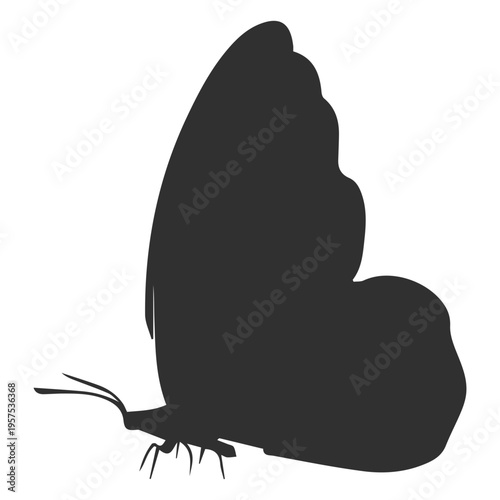 Butterfly side view silhouette