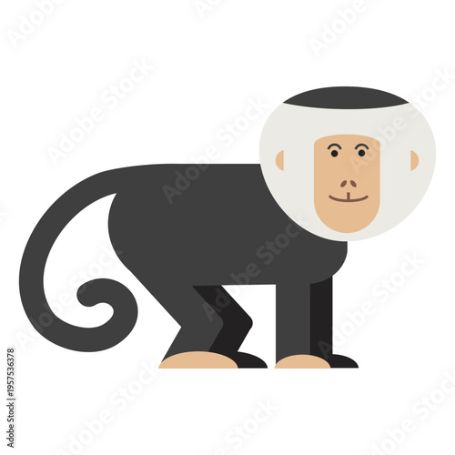 Capuchin monkey illustration