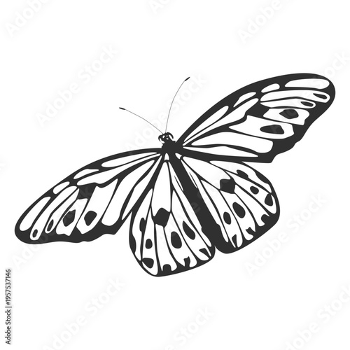 Tree nymph butterfly silhouette