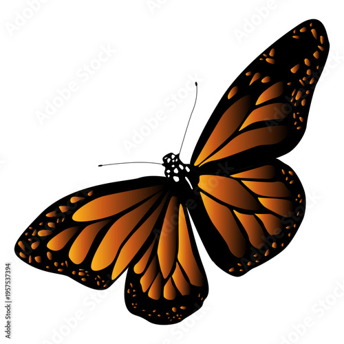 Detailed black orange butterfly vector